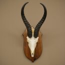 Springbok Antelope Trophy, Skull Trophy, HL 30 cm on Trophy Shield 88.6.111