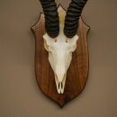 Springbok Antelope Trophy, Skull Trophy, HL 30 cm on Trophy Shield 88.6.111