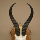Springbok Antelope Trophy, Skull Trophy, HL 30 cm on Trophy Shield 88.6.111