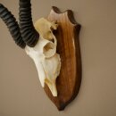 Springbok Antelope Trophy, Skull Trophy, HL 30 cm on Trophy Shield 88.6.111