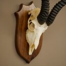 Springbok Antelope Trophy, Skull Trophy, HL 30 cm on Trophy Shield 88.6.111