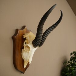 Springbok Antelope Trophy, Skull Trophy, HL 30 cm on Trophy Shield 88.6.111