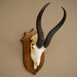 Springbok Antelope Trophy, Skull Trophy, HL 30 cm on Trophy Shield 88.6.111