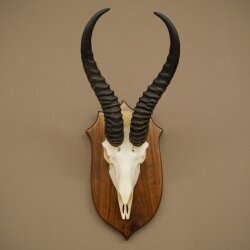 Springbok Antelope Trophy, Skull Trophy, HL 30 cm on Trophy Shield 88.6.111
