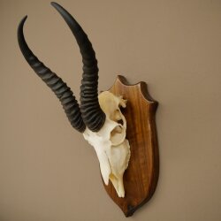 Springbok Antelope Trophy, Skull Trophy, HL 30 cm on Trophy Shield 88.6.111
