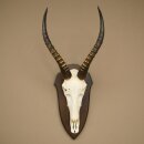 Blessbock (Damaliscus phillipsi) Antilope dAfrique...