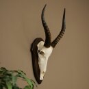 Blessbock (Damaliscus phillipsi) Antilope dAfrique...
