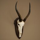 Blessbock (Damaliscus phillipsi) Antilope dAfrique Trophée de crâne HL 39 cm 88.5.24