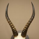 Blessbock (Damaliscus phillipsi) Antilope dAfrique Trophée de crâne HL 39 cm 88.5.24