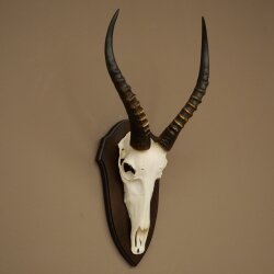 Blessbock (Damaliscus phillipsi) Antilope dAfrique Trophée de crâne HL 39 cm 88.5.24