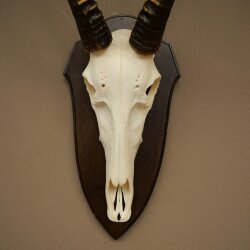 Blessbock (Damaliscus phillipsi) Antilope dAfrique Trophée de crâne HL 39 cm 88.5.24
