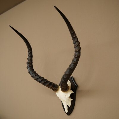 Impala Antilope (Aepyceros) Schädeltrophäe Trophäe HL 55 cm Trophäenschild 88.4.74