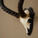 Impala Antilope (Aepyceros) Schädeltrophäe Trophäe HL 55 cm Trophäenschild 88.4.74