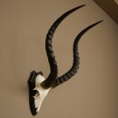 Trophée de crâne dantilope impala...
