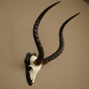 Impala Antilope (Aepyceros) Schädeltrophäe Trophäe HL 55 cm Trophäenschild 88.4.74