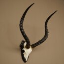 Impala Antilope (Aepyceros) Schädeltrophäe Trophäe HL 55 cm Trophäenschild 88.4.74