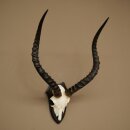 Impala Antilope (Aepyceros) Schädeltrophäe Trophäe HL 55 cm Trophäenschild 88.4.74