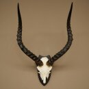 Impala Antilope (Aepyceros) Schädeltrophäe Trophäe HL 55 cm Trophäenschild 88.4.74