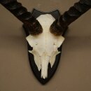 Impala Antilope (Aepyceros) Schädeltrophäe Trophäe HL 55 cm Trophäenschild 88.4.74