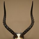 Impala Antilope (Aepyceros) Schädeltrophäe Trophäe HL 55 cm Trophäenschild 88.4.74
