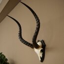 Impala Antilope (Aepyceros) Schädeltrophäe Trophäe HL 55 cm Trophäenschild 88.4.74