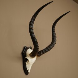 Impala Antilope (Aepyceros) Schädeltrophäe Trophäe HL 55 cm Trophäenschild 88.4.74