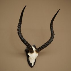 Impala Antilope (Aepyceros) Schädeltrophäe Trophäe HL 55 cm Trophäenschild 88.4.74