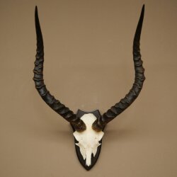 Impala Antilope (Aepyceros) Schädeltrophäe Trophäe HL 55 cm Trophäenschild 88.4.74