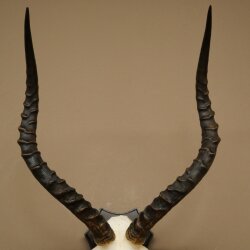Impala Antilope (Aepyceros) Schädeltrophäe Trophäe HL 55 cm Trophäenschild 88.4.74