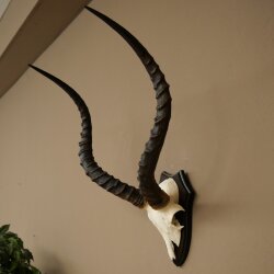 Impala Antilope (Aepyceros) Schädeltrophäe Trophäe HL 55 cm Trophäenschild 88.4.74