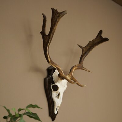 Damhirsch Geweih Höhe 64 cm Dam Hirsch Hirschgeweih auf Trophäenschild 72.563