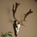 Damhirsch Geweih Höhe 64 cm Dam Hirsch Hirschgeweih auf Trophäenschild 72.563