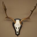 Damhirsch Geweih Höhe 64 cm Dam Hirsch Hirschgeweih auf Trophäenschild 72.563