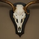Damhirsch Geweih Höhe 64 cm Dam Hirsch Hirschgeweih auf Trophäenschild 72.563