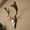 Damhirsch Geweih Höhe 64 cm Dam Hirsch Hirschgeweih auf Trophäenschild 72.563