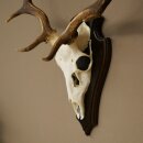 Damhirsch Geweih Höhe 64 cm Dam Hirsch Hirschgeweih auf Trophäenschild 72.563