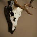 Damhirsch Geweih Höhe 64 cm Dam Hirsch Hirschgeweih auf Trophäenschild 72.563
