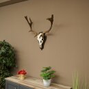 Damhirsch Geweih Höhe 64 cm Dam Hirsch Hirschgeweih auf Trophäenschild 72.563
