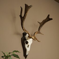 Damhirsch Geweih Höhe 64 cm Dam Hirsch Hirschgeweih auf Trophäenschild 72.563