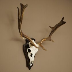 Damhirsch Geweih Höhe 64 cm Dam Hirsch Hirschgeweih auf Trophäenschild 72.563