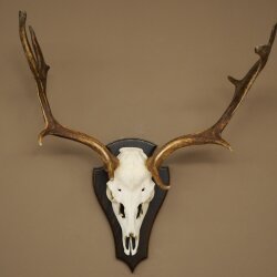 Damhirsch Geweih Höhe 64 cm Dam Hirsch Hirschgeweih auf Trophäenschild 72.563