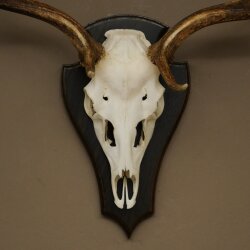 Damhirsch Geweih Höhe 64 cm Dam Hirsch Hirschgeweih auf Trophäenschild 72.563