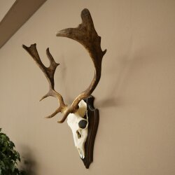 Damhirsch Geweih Höhe 64 cm Dam Hirsch Hirschgeweih auf Trophäenschild 72.563