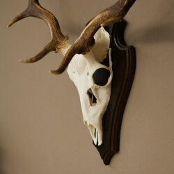 Damhirsch Geweih Höhe 64 cm Dam Hirsch Hirschgeweih auf Trophäenschild 72.563