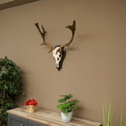 Damhirsch Geweih Höhe 64 cm Dam Hirsch Hirschgeweih auf Trophäenschild 72.563