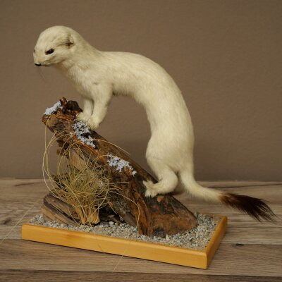 Hermelin Wiesel Winter Fell Höhe 27 cm Tierpräparat taxidermy 89.1.57