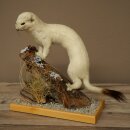 Hermeline, belette, fourrure dhiver, hauteur 27 cm,...