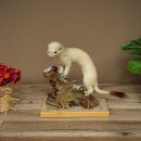 Hermeline, belette, fourrure dhiver, hauteur 27 cm,...