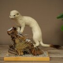 Hermelin Wiesel Winter Fell Höhe 27 cm Tierpräparat taxidermy 89.1.57