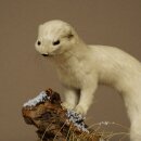 Hermelin Wiesel Winter Fell Höhe 27 cm Tierpräparat taxidermy 89.1.57